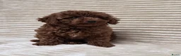 Toy Poodle dogs for sale:  Red Toy Poodle Puppies – Asian Teddy Bear Type in Motherwell - Advert 32
