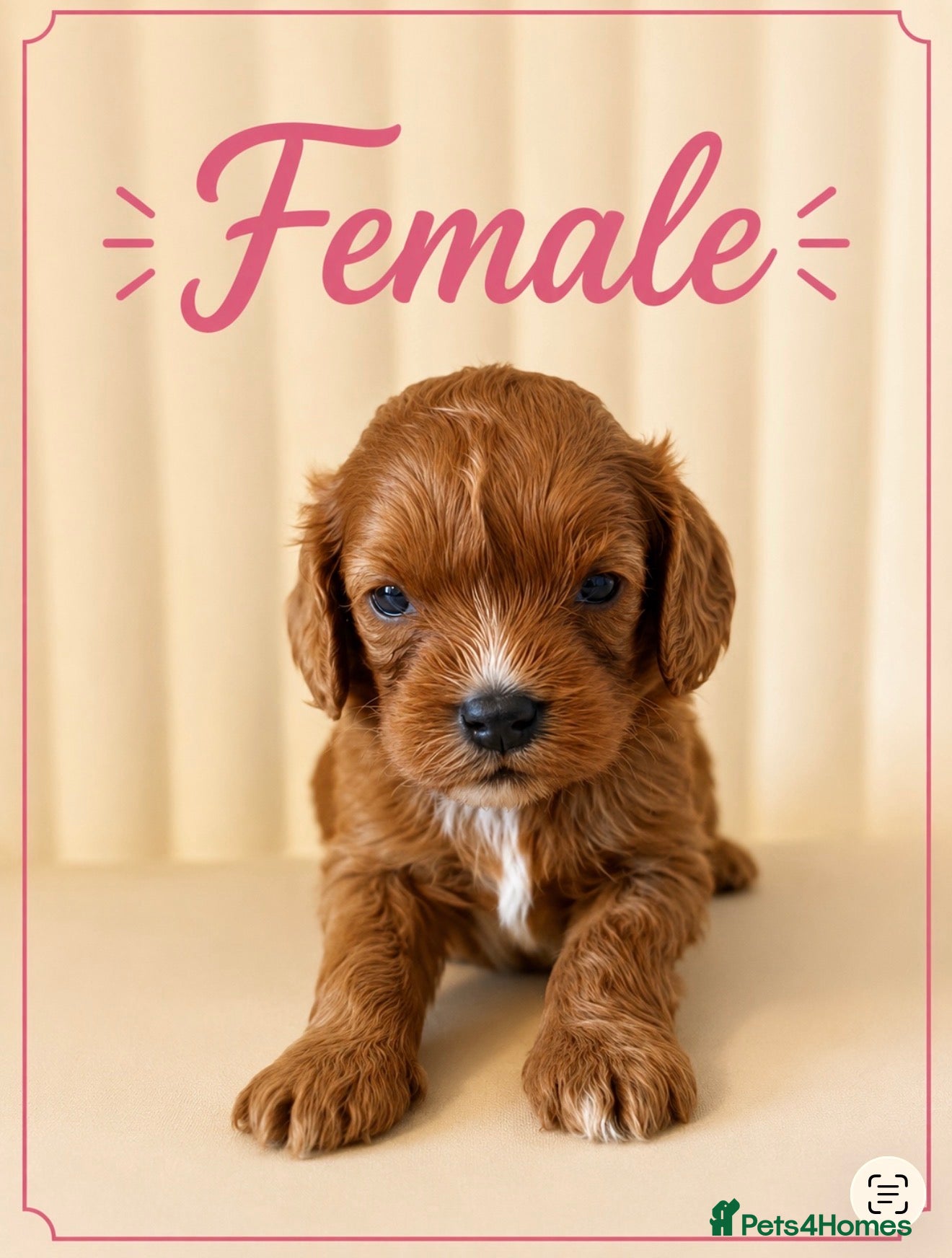 Cavapoo dogs Beautiful F1b Cavapoo’s 🧬 Health Tested Parents - Advert 1