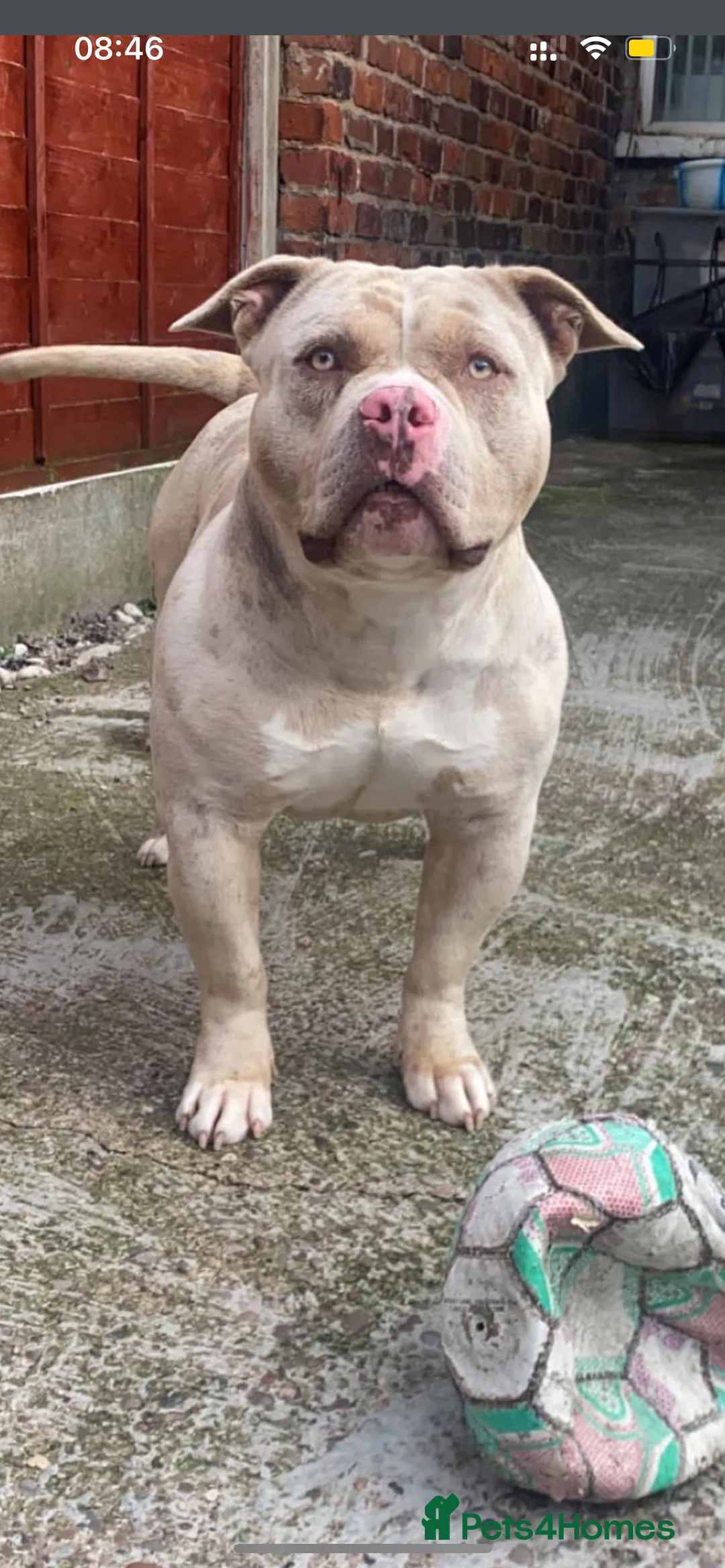 American Bully dogs for stud: Merle pocket bully stud - Advert 3