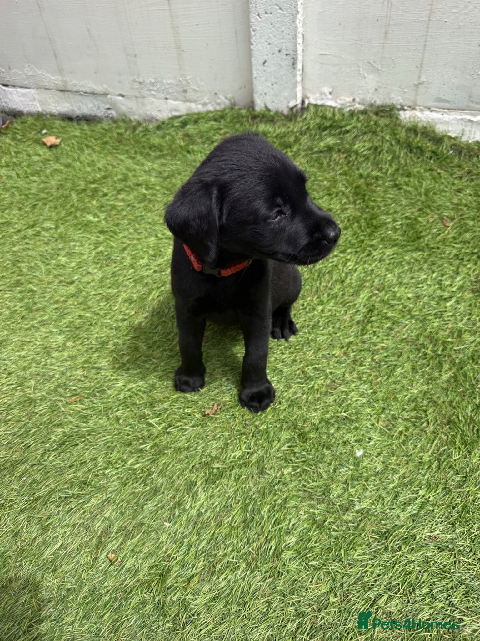 Labrador Retriever dogs Pedigree Black Labrador pups last little  girl - Advert 2
