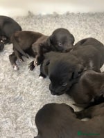 Mixed Breed dogs - Advert 2