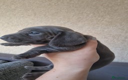 Dachshund dogs for sale: 2 girls and 1 boy miniature dachshund puppies  - Image 10