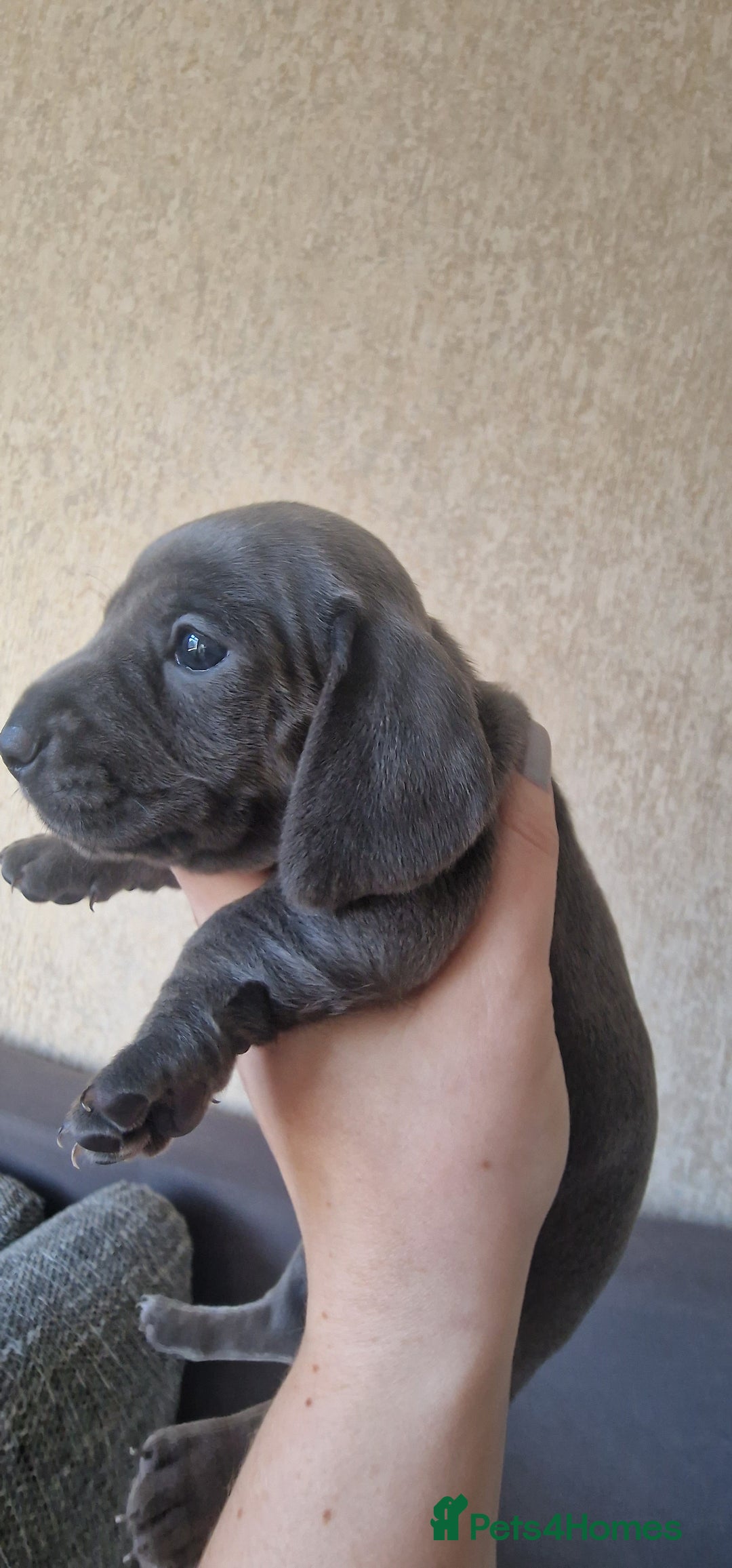 Dachshund dogs for sale: 2 girls and 1 boy miniature dachshund puppies  - Image 10