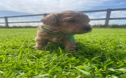 Maltipoo dogs for sale: Adorable F1b Maltipoo Puppies 4 Boys Available 🐾 - Image 8