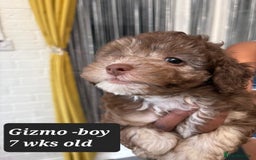 Toy Poodle dogs for sale: Asian toy poodle  - Image 10