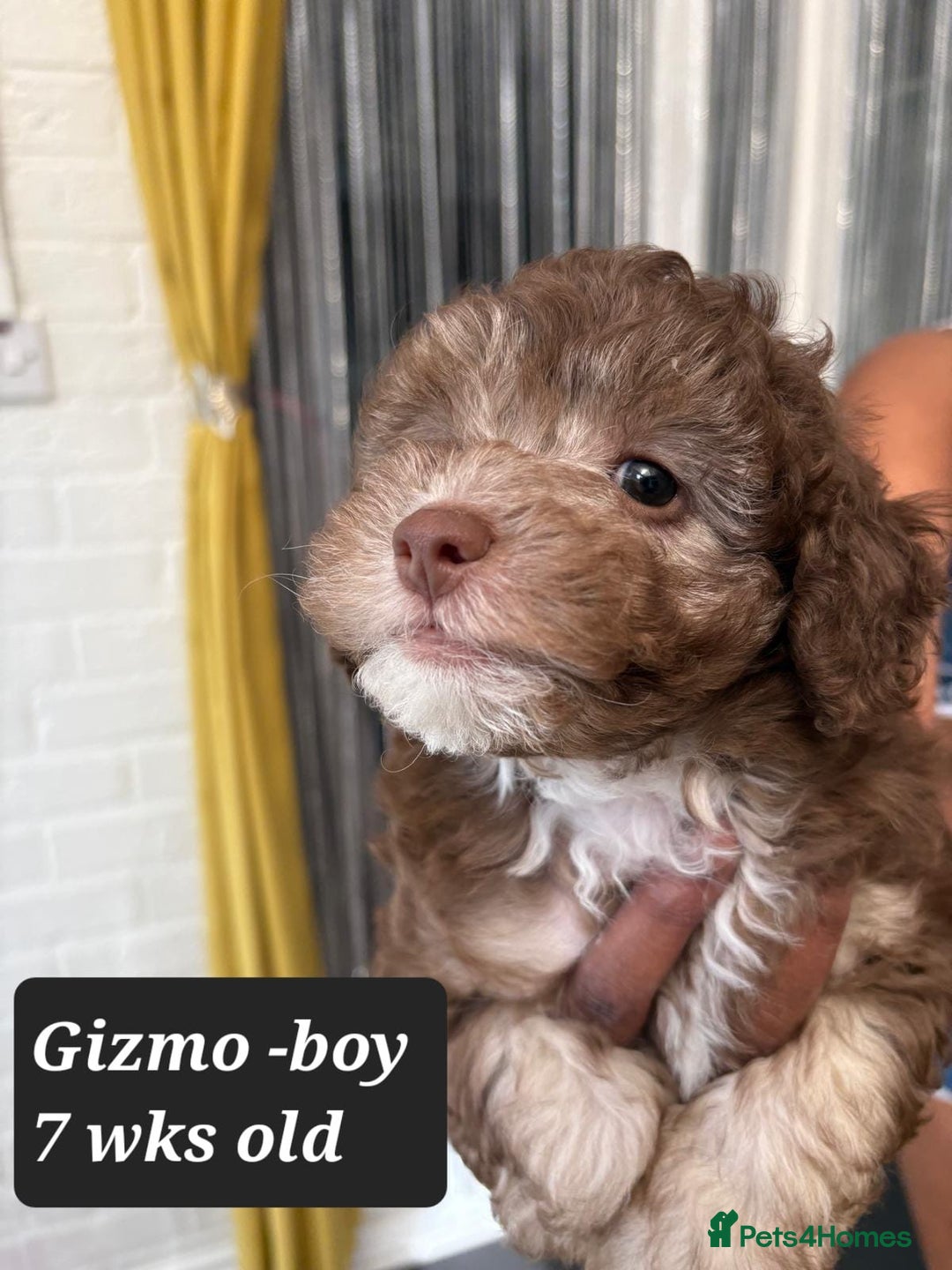 Toy Poodle dogs for sale: Asian toy poodle  - Image 10