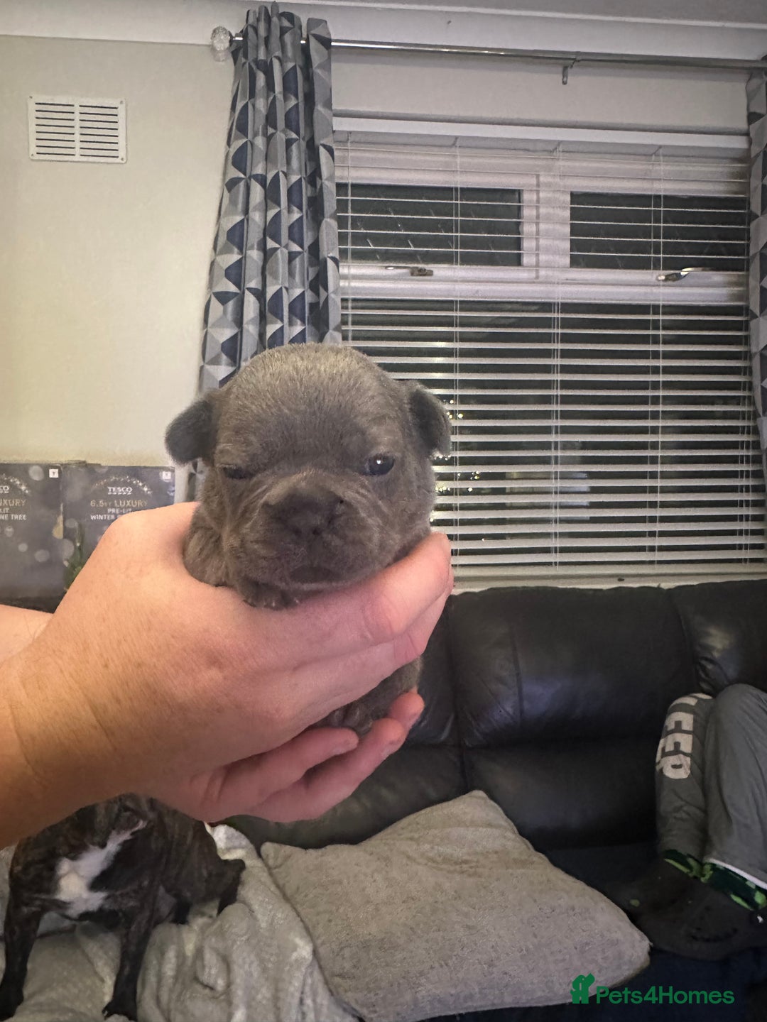 French Bulldog dogs for sale: 5 Beautiful French Bulldog Puppies - Advert 15
