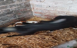 Mixed Breed dogs for sale: Lurcher puppies for sale - Image 1