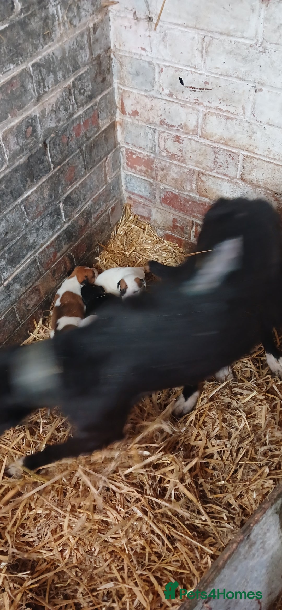 Mixed Breed dogs for sale: Lurcher puppies for sale - Image 1