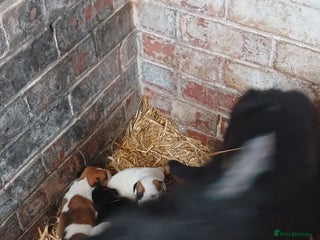 Mixed Breed dogs - Advert 14