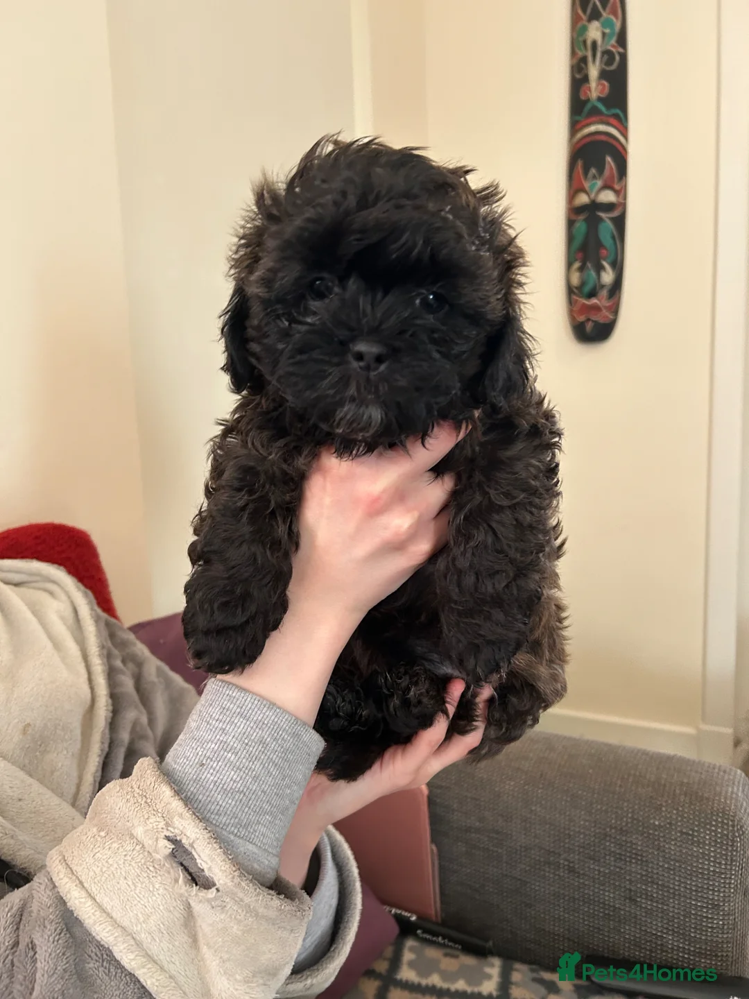 Shihpoo dogs for sale: Hypoallergenic Shitpoo Wee Boys - Advert 7