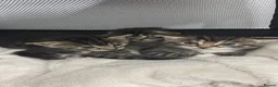 Mixed Breed cats for sale: Tabby kittens  in Northwich - Advert 4