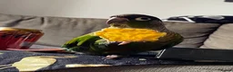Conures birds for sale: Green cheek conure in Eastleigh - Advert 1