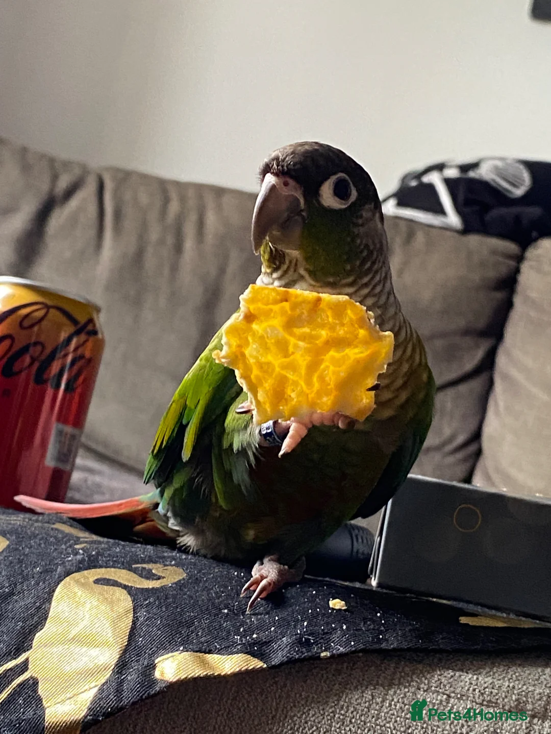 Conures birds for sale: Green cheek conure in Eastleigh - Advert 1