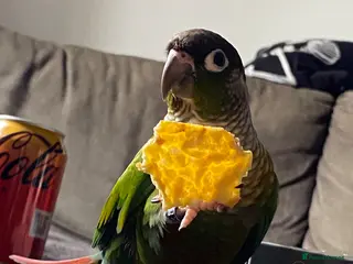 Conures birds Green cheek conure - Advert 2