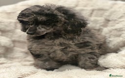 Mixed Breed dogs for sale: Miniature merle poodle female  - Image 8