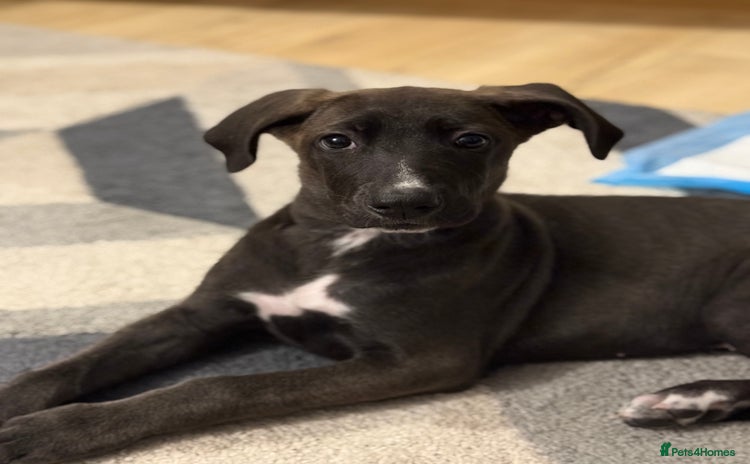 Mixed Breed dogs - Advert 3