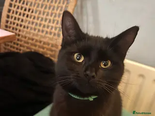 Mixed Breed cats Loving lucky black cats - Advert 18