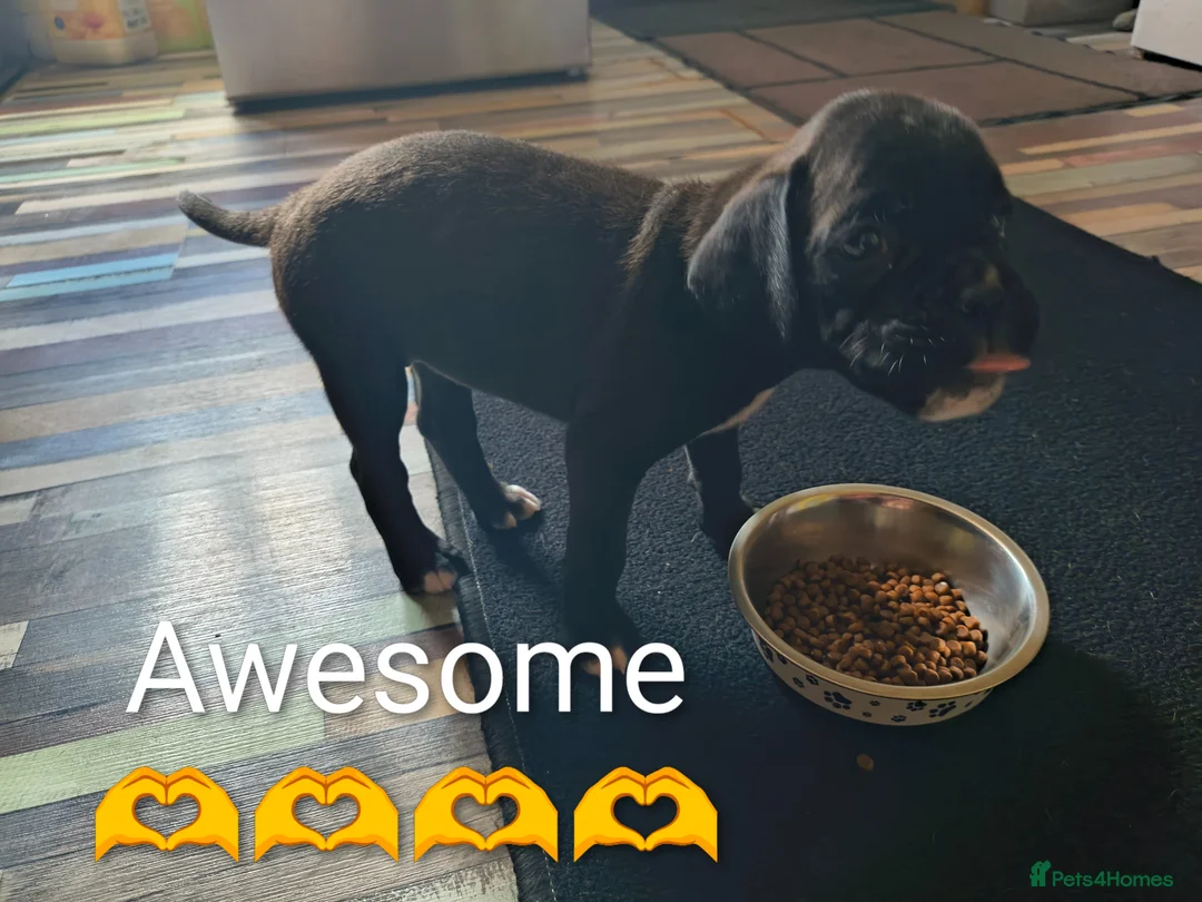 Boxer dogs for sale: ❤SEALED BOXER PUPPIES❤ - Advert 2