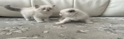 Ragdoll cats for sale: Pure Ragdoll Kittens - Advert 27