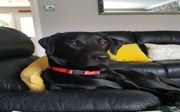 Labrador Retriever dogs for stud: Health tested Labrador retriever proven stud in Kirkliston - Image 2