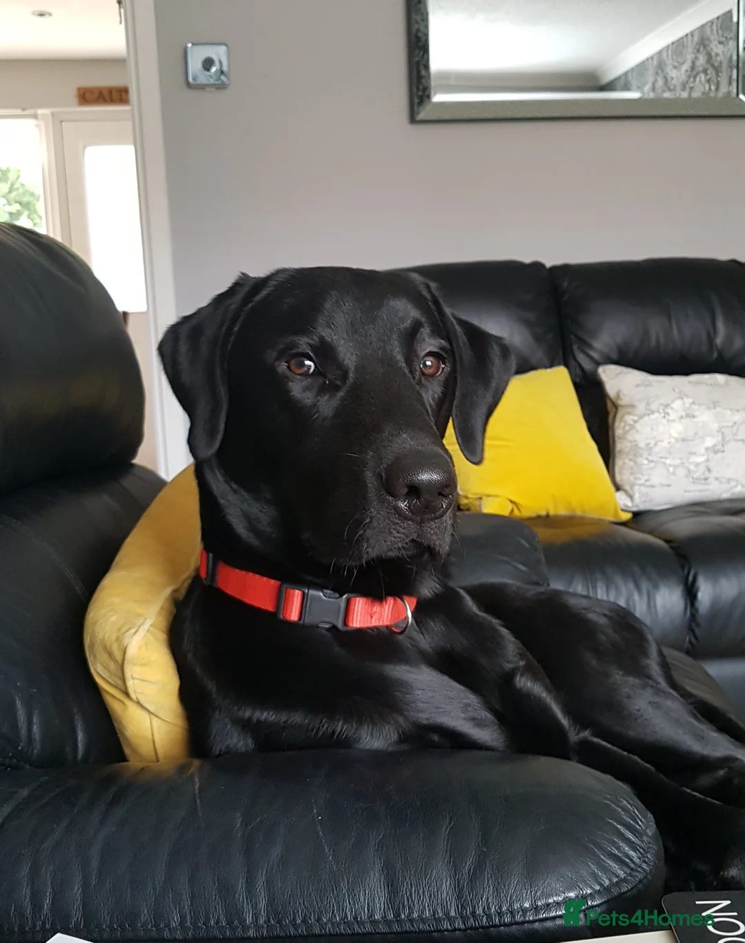 Labrador Retriever dogs for stud: Health tested Labrador retriever proven stud in Kirkliston - Advert 2