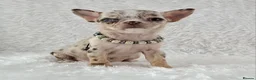 Chihuahua dogs for sale: Tiny Chihuahua Puppies  - Advert 6