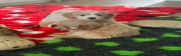 Cavapoo dogs for sale: Beautiful F2 cavapoo girls  - Advert 1