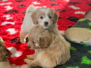 Cavapoo dogs Beautiful F2 cavapoo girls - Advert 3