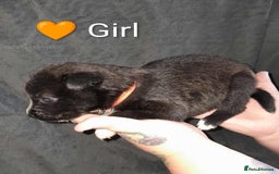 Mixed Breed dogs for sale: American Bulldog x Siberian Husky - Image 13