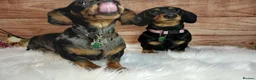 Miniature Dachshund dogs for sale: Miniature Dachshund Black & Tan Female.   in Goole - Advert 6
