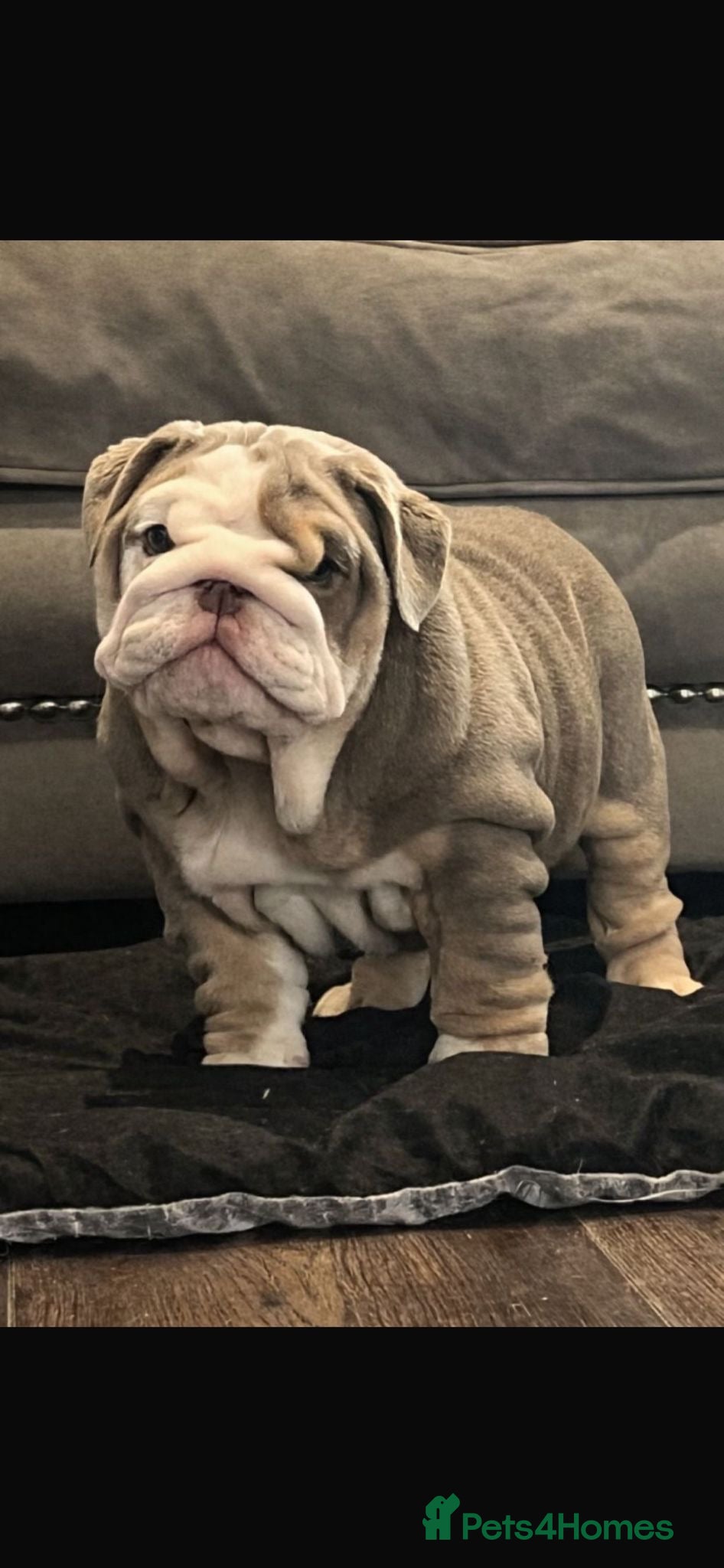 English Bulldog dogs Pedigree English Bulldog Pups - Advert 2