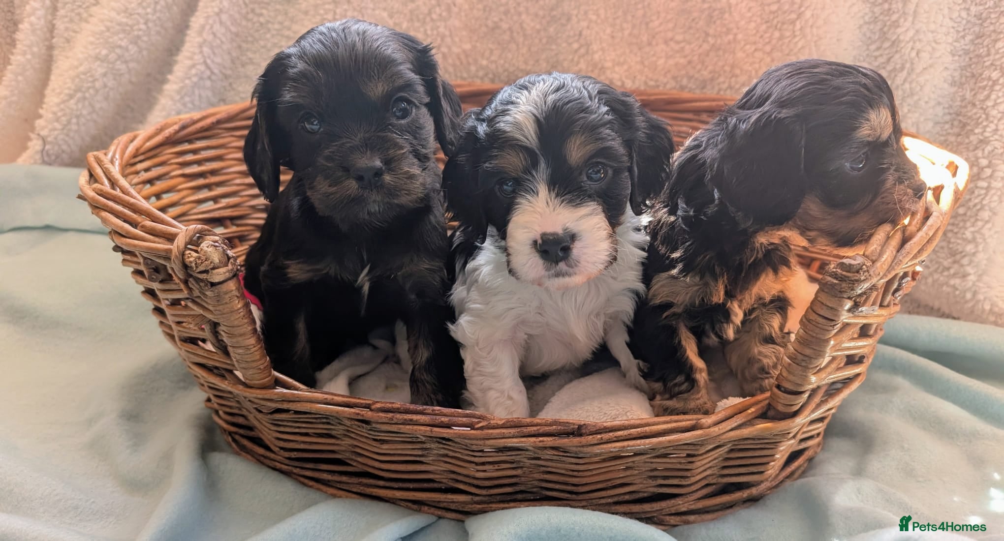 Cavapoo dogs Pretty CAVAPOO pups. Health tested parents - Advert 1