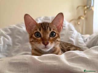 Bengal cats Bengal female kitten - Advert 17