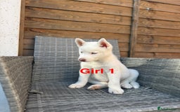 Siberian Husky dogs for sale: Siberian Husky  - Image 3