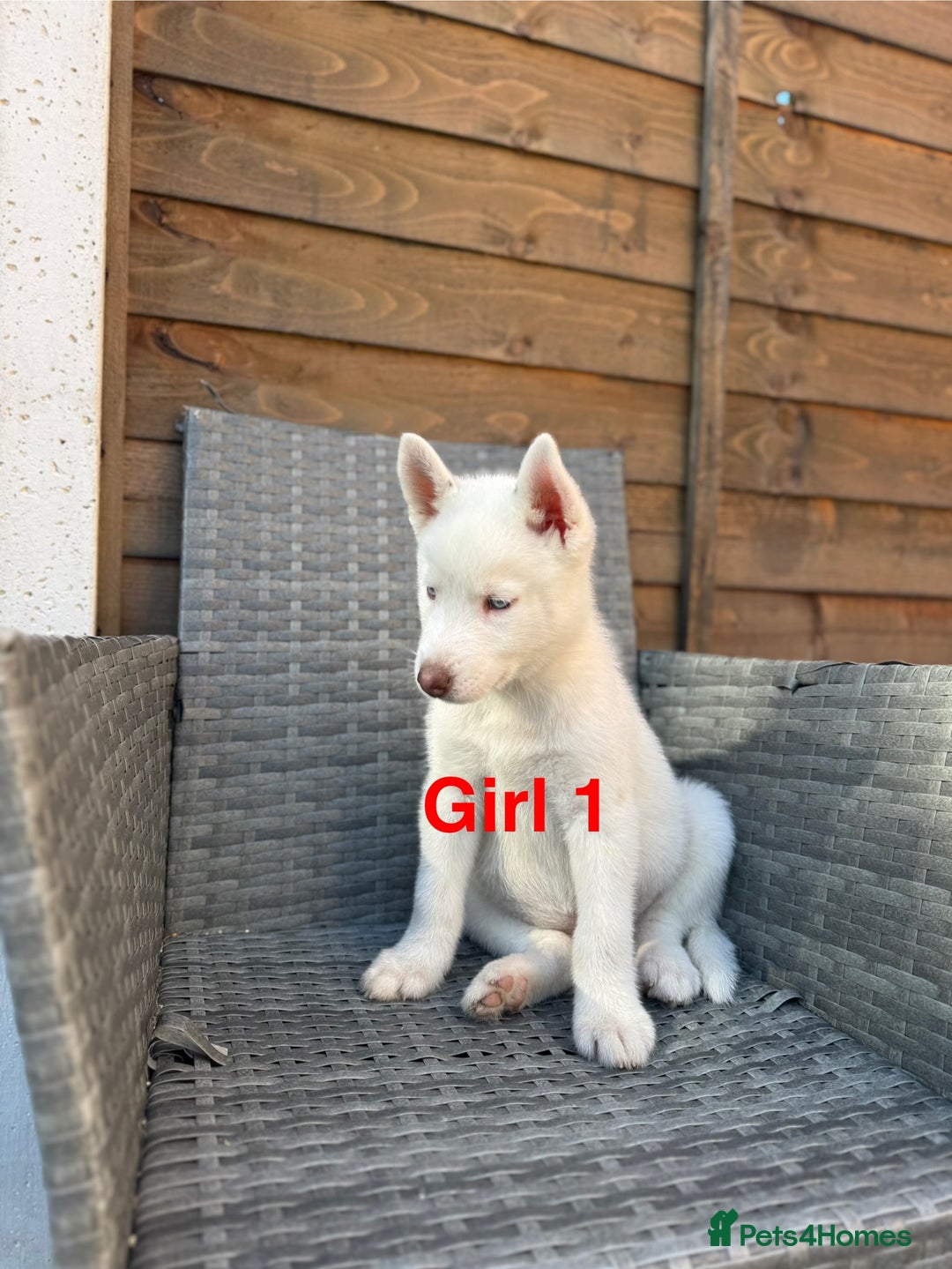 Siberian Husky dogs for sale: Siberian Husky  - Image 3