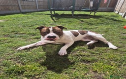 Mixed Breed dogs for sale: Bronson  - Image 1