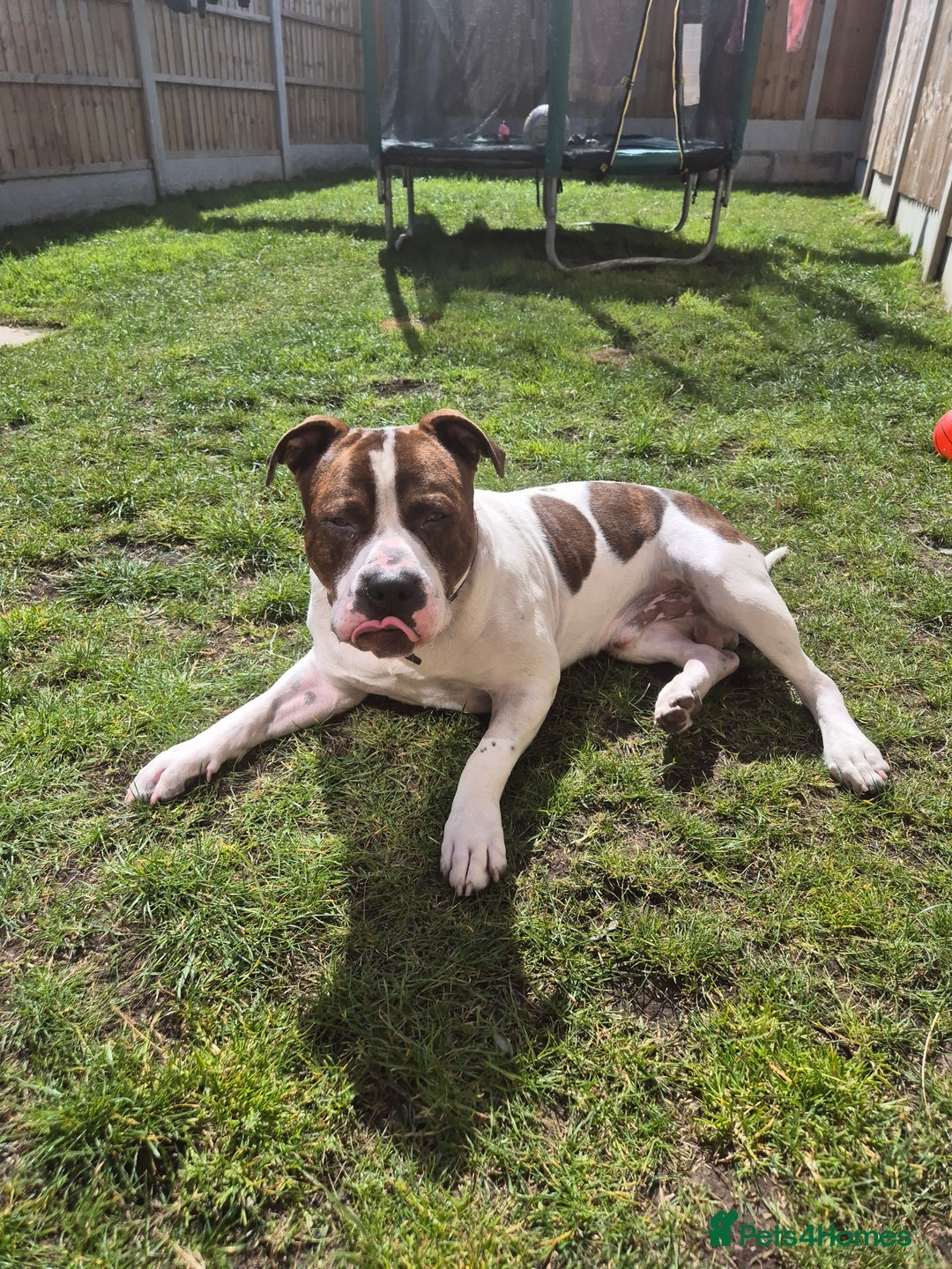 Mixed Breed dogs for sale: Bronson  - Image 1