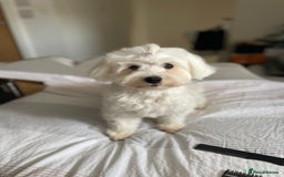 Mixed Breed dogs for sale: Loving dog Winter looking for her forever home - Image 1