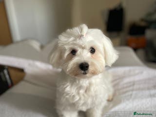 Mixed Breed dogs Loving dog Winter looking for her forever home - Advert 8