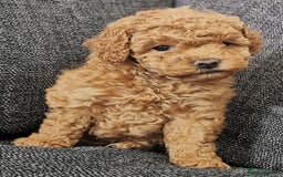 Toy Poodle dogs for sale: Outstanding quality KC Reg Toy poodle puppies  - Image 1