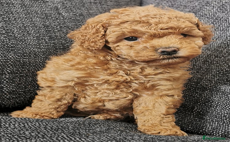 Toy Poodle dogs - Advert 4