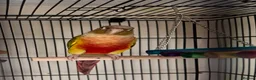 Conures birds for sale: Pineapple cheek conures for sale  - Advert 1