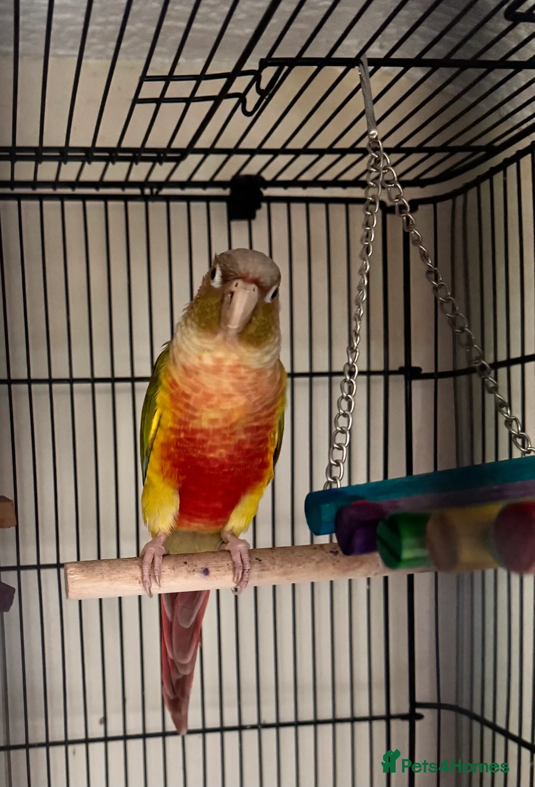 Conures birds for sale: Pineapple cheek conures for sale  - Advert 1
