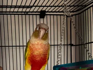 Conures birds Pineapple cheek conures for sale - Advert 1