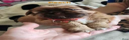 Shih Tzu dogs for sale: Shih tzu puppies imperial line  - Advert 16