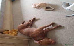 Mixed Breed dogs for sale: Brucie nearly 4 Cross breed  - Image 7