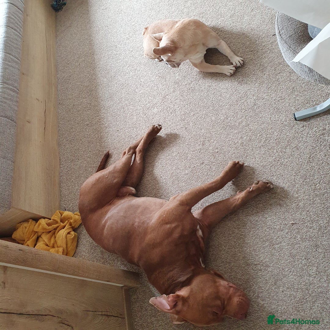 Mixed Breed dogs for sale: Brucie nearly 4 Cross breed  - Image 7