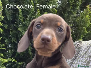 Miniature Dachshund dogs KC REGISTERED QUALITY PUPS - Advert 10