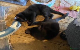 Mixed Breed cats for sale: Playful kittens - Image 5